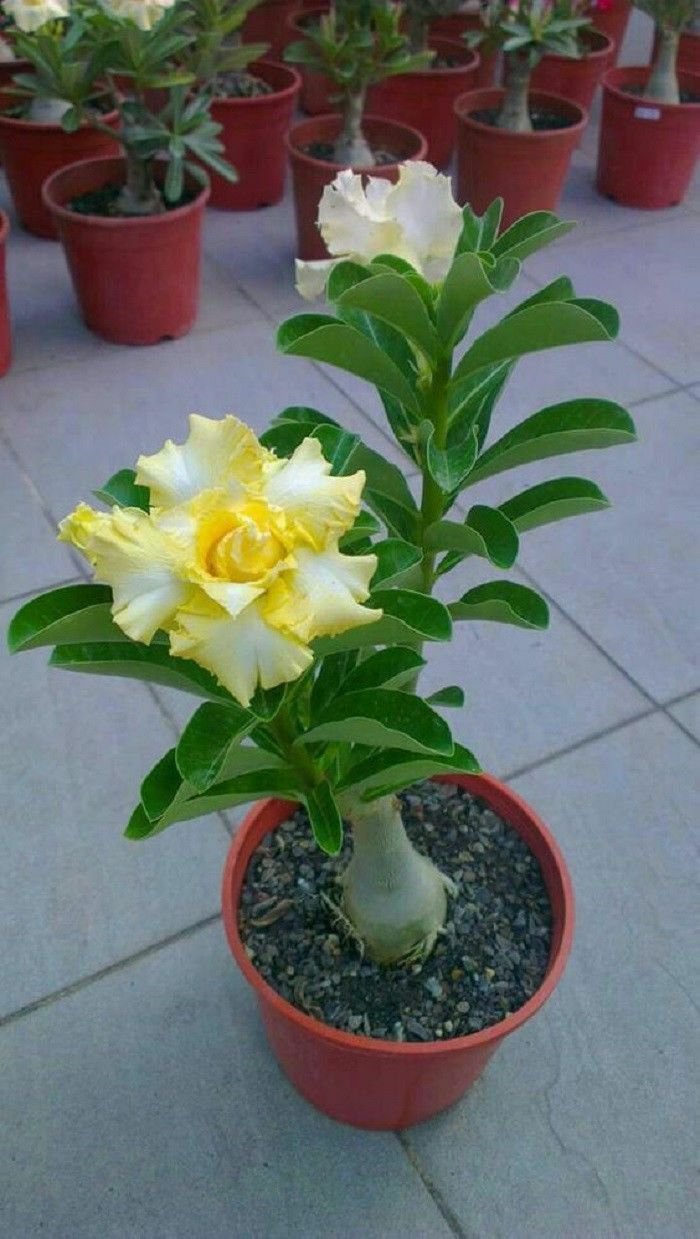 4 of Rare Yellow White Desert Rose Seeds Adenium Perennial Flowers