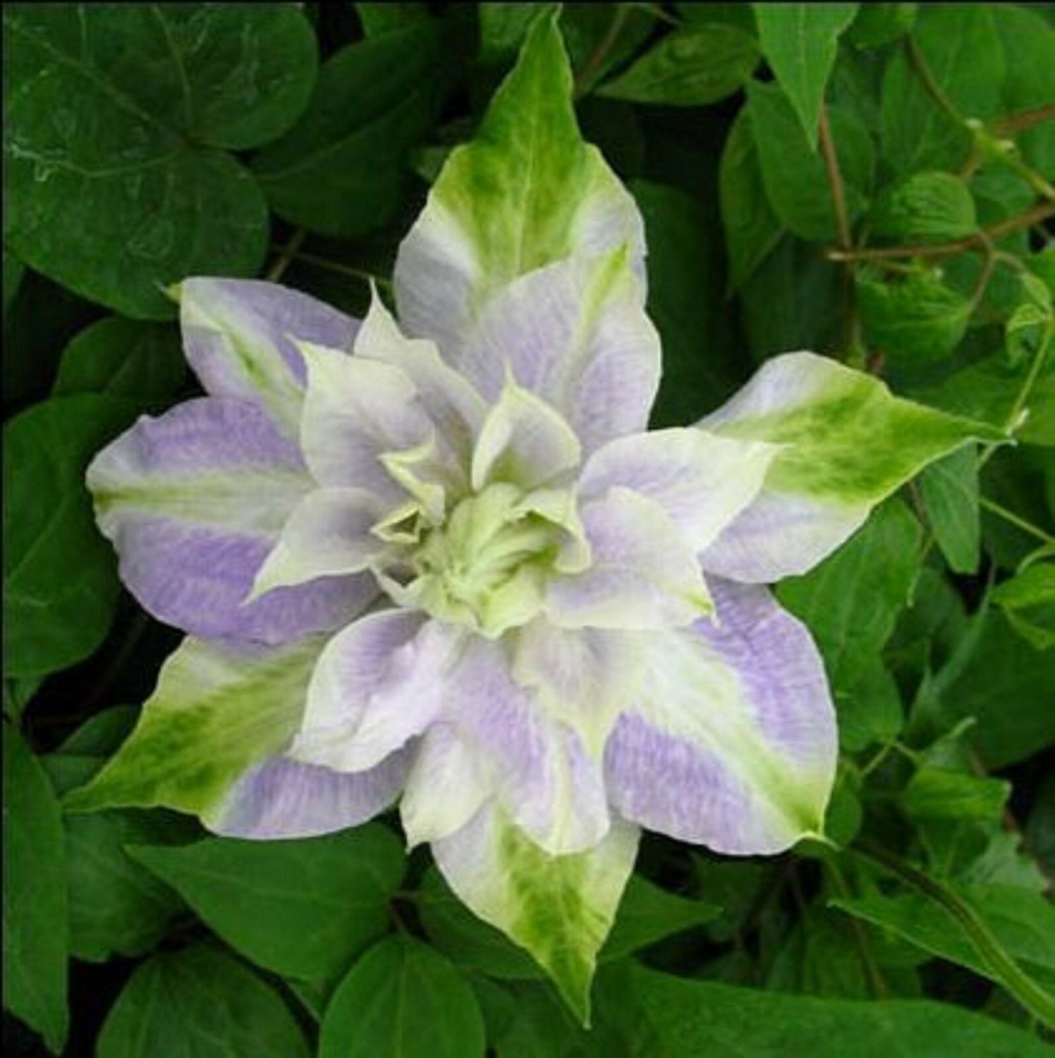 DBL Purple Green Clematis 25 Seeds Flowers Perennial Seed Flower