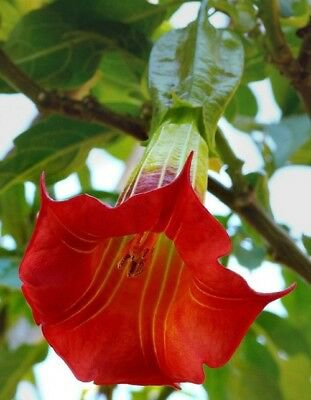 Red Angel Trumpet 10 Seeds Flower Fragrant Shrub Flowers Seed