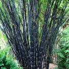 Tropical Black Bamboo 50 Seeds - Privacy Clumping Shade Screen
