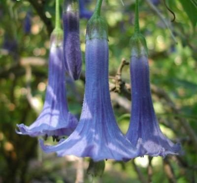 Blue Angel Trumpet 10 Seeds - Tropical Flowers Flower Fragrant Small Shrub