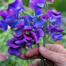 Blue Purple Sweet Pea Seeds Flowers 25 Seed - Flower Annual Bees Butterfly's