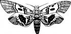 deathsheadmothcoffee