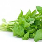Basil Oil (Ocimum basilicum) Pure Essential Oil 15 ML