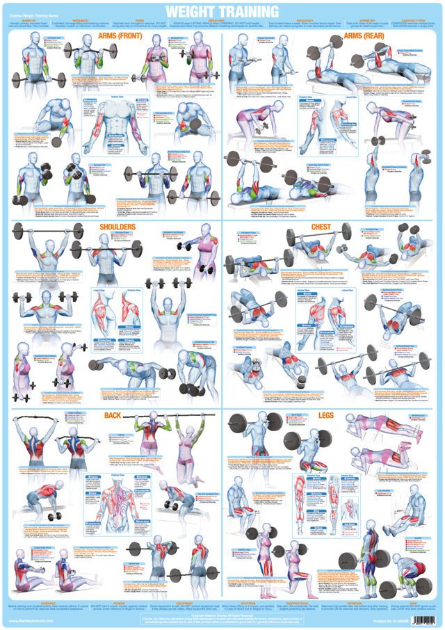 Bodybuilding and Weight Training Chart - A1 Size Paper Format