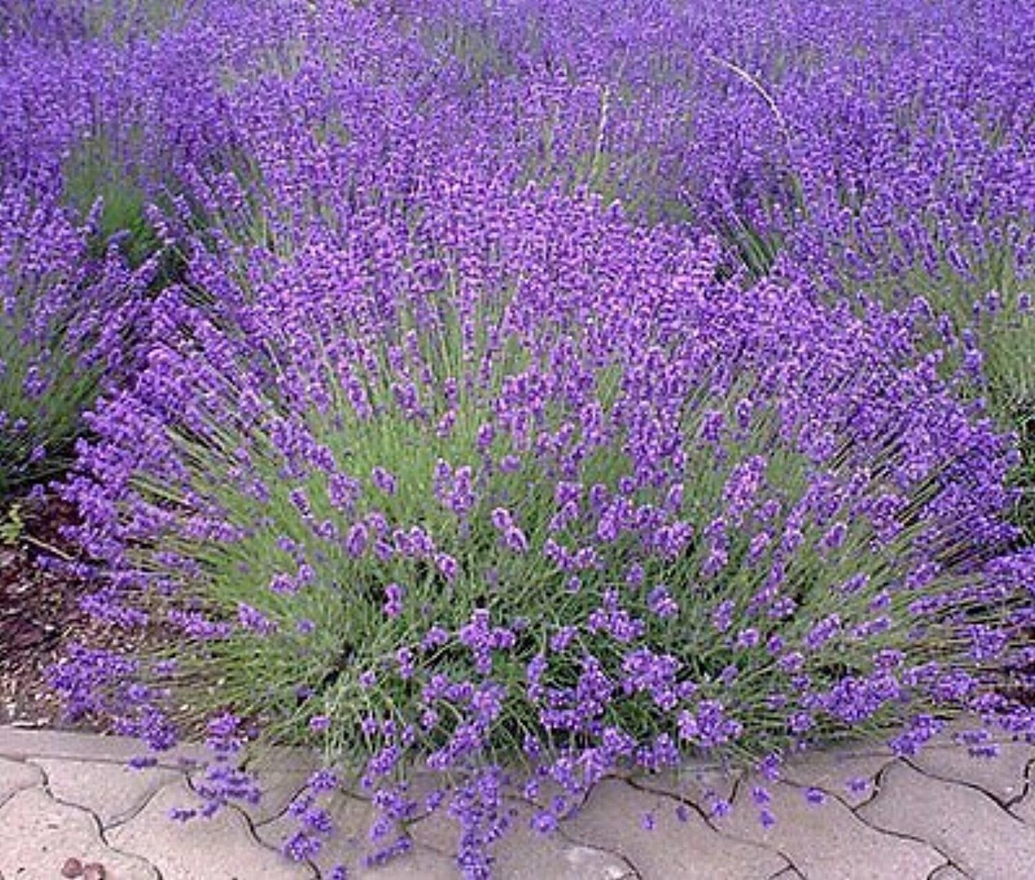 KoloKolo Store Lavender Seeds NON GMO Vera English 200 Seeds