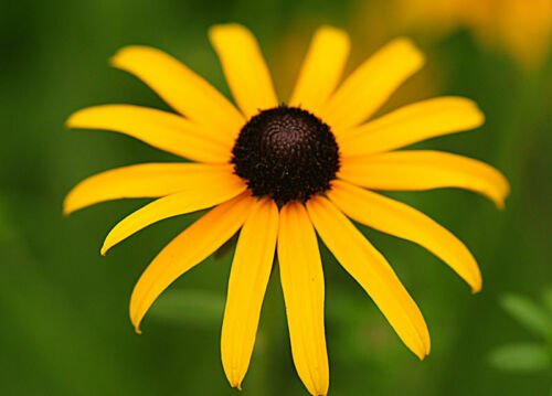 2001 seeds BLACK EYED SUSAN Flower Seeds American Native Wildflower Butterflies Bees