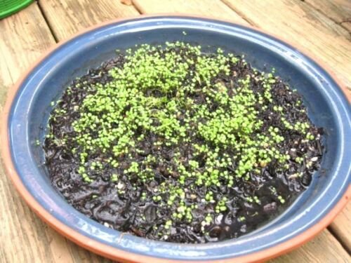 501 seeds WATERCRESS Seeds Organic Non-Gmo SUPERFOOD Spring/Fall Garden/Container