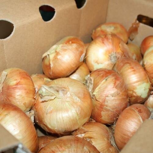 200 seeds MAUI SWEET ONION Seeds Organic NonGMO Short Day Spring/Fall