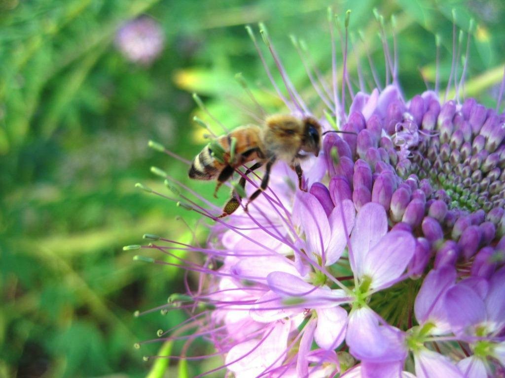 100 seeds ROCKY MOUNTAIN BEE PLANT Seeds American Native Wildflower Butterflies Bee's