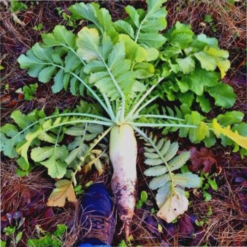 200 seeds DAIKON MINOWASE RADISH Seeds Organic Non-GMO Fall/Spring Garden/Containers