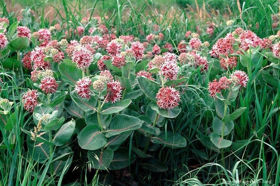 50 seeds SHOWY MILKWEED Seeds Native Wildflower Monarch Caterpillar Food BUTTERFLIES