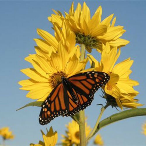 200 seeds MAXIMILIAN (Prairie) SUNFLOWER Seeds American Native Wildflower PERENNIAL
