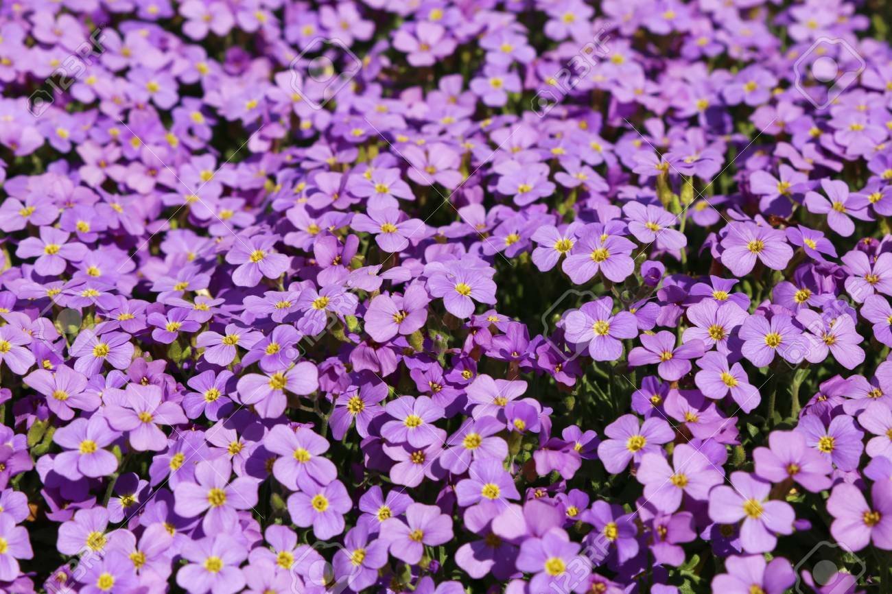 1000 seeds PURPLE ROCKCRESS Flower Seed Perennial Groundcover Borders ...