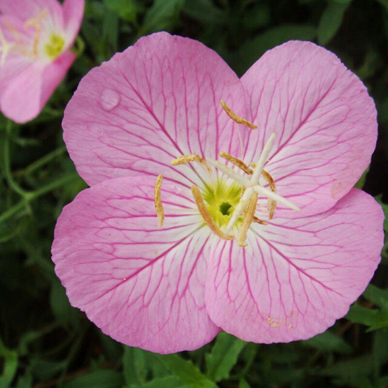 500 Seeds Showy Mexican Evening Primrose Seeds Night Blooms Groundcover 