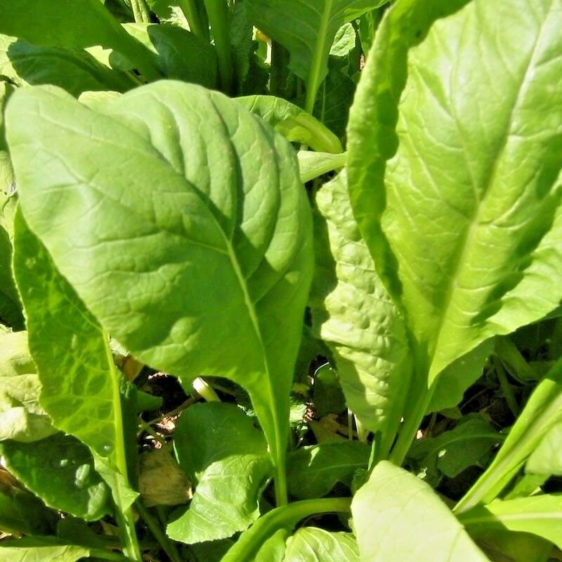 600 Seeds USA TENDERGREEN MUSTARD GREENS Seeds Organic Non-GMO Garden/Patio Containers