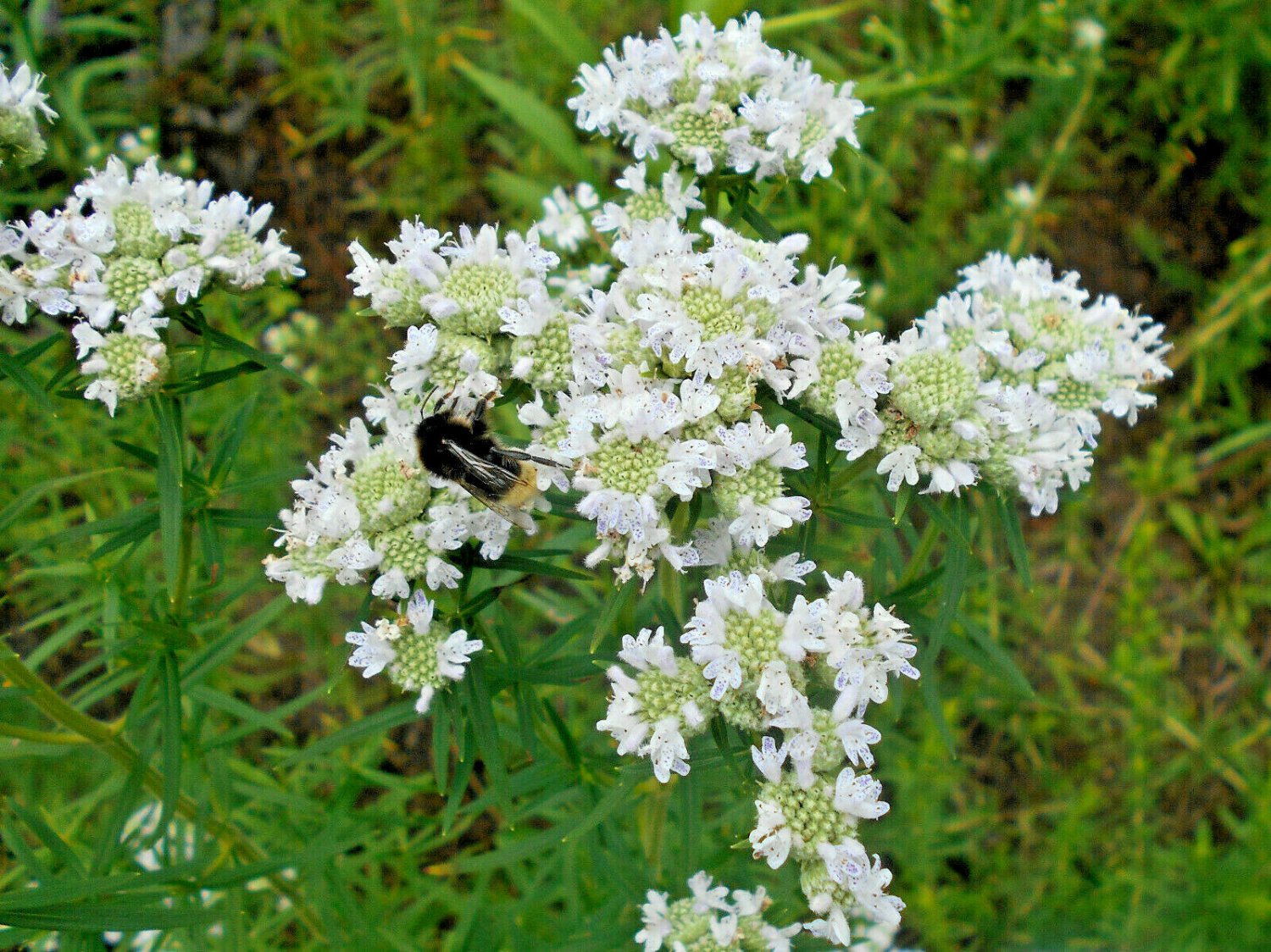 pycnanthemum virginianum