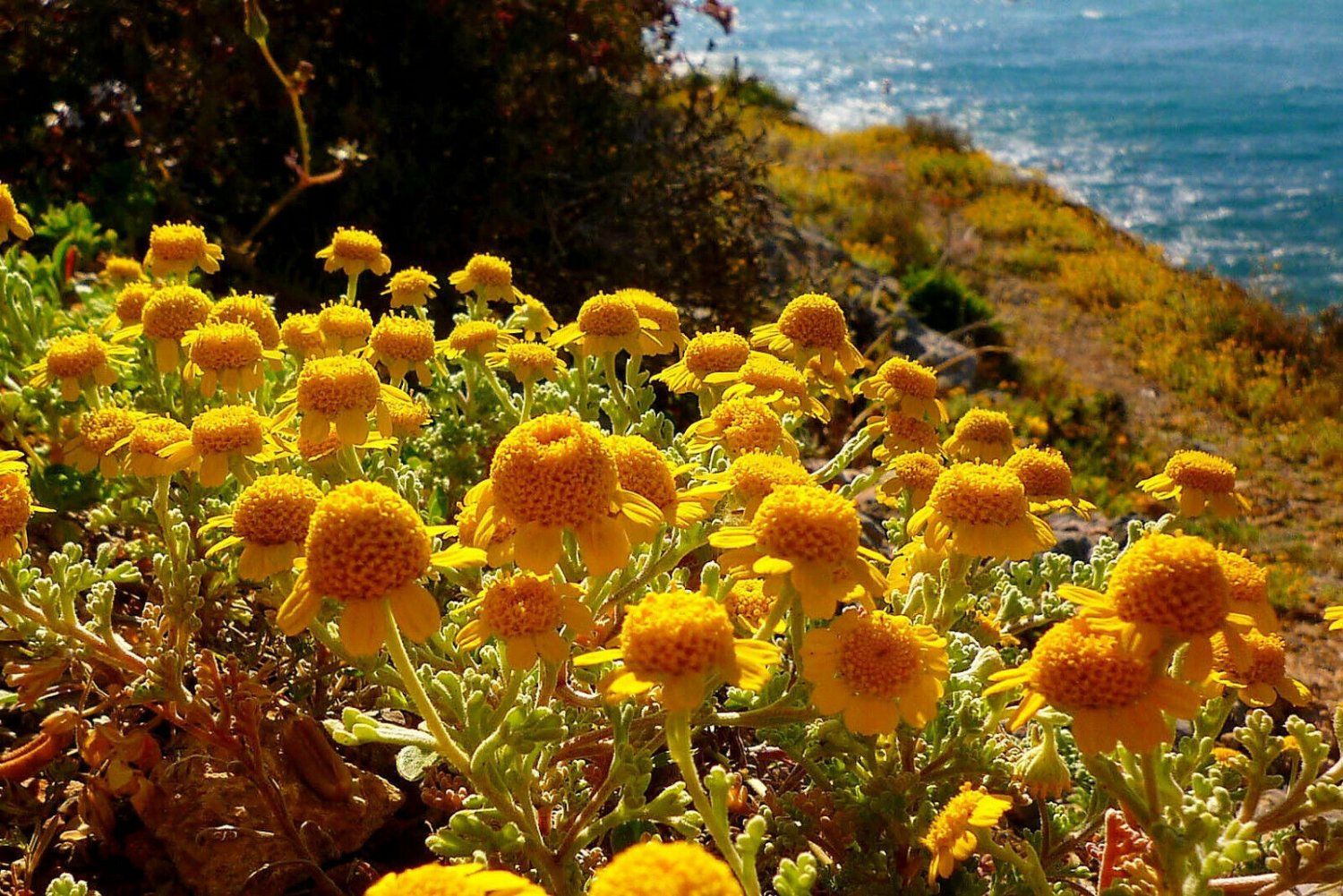 USA Product250 ORANGE MARGUERITE DAISY Anthemis Sancti-Johannis Chamomile Herb Flower Seeds