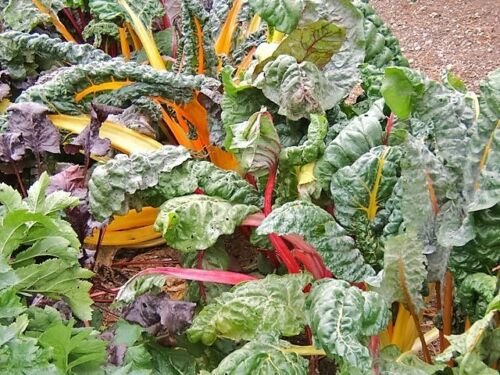 USA Product150 RAINBOW MIX SWISS CHARD Mixed Colors Beta Vulgaris Vegetable Seeds