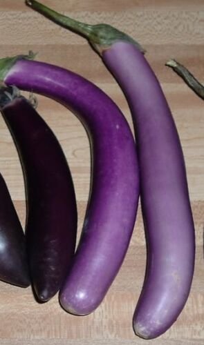 USA Product25 BRIDE EGGPLANT White & Purple Fruit / Vegetable Solanum Melongena Seeds +Gift