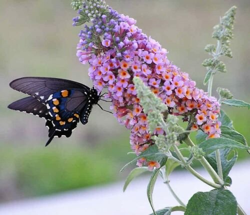 USA Product100 MIXED COLORS BUTTERFLY BUSH Buddleia Davidii Flower Seeds + Gift & Comb S/H