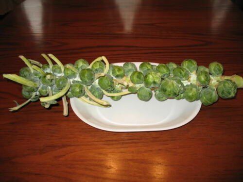 USA Product500 HEIRLOOM BRUSSEL SPROUT Brassica Oleracea Green Long Island Vegetable Seeds