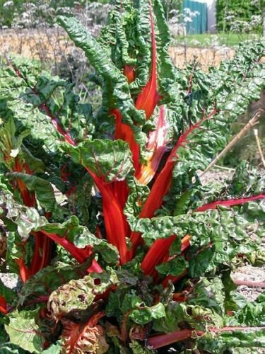 USA Product300 RHUBARB RED SWISS CHARD Perpetual Spinach Beta Vulgaris Vegetable Seeds