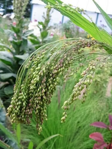 USA Product30 Violet PANIC GRASS Panicum Miliaceum Violaceum Ornamental Purple Millet Seeds
