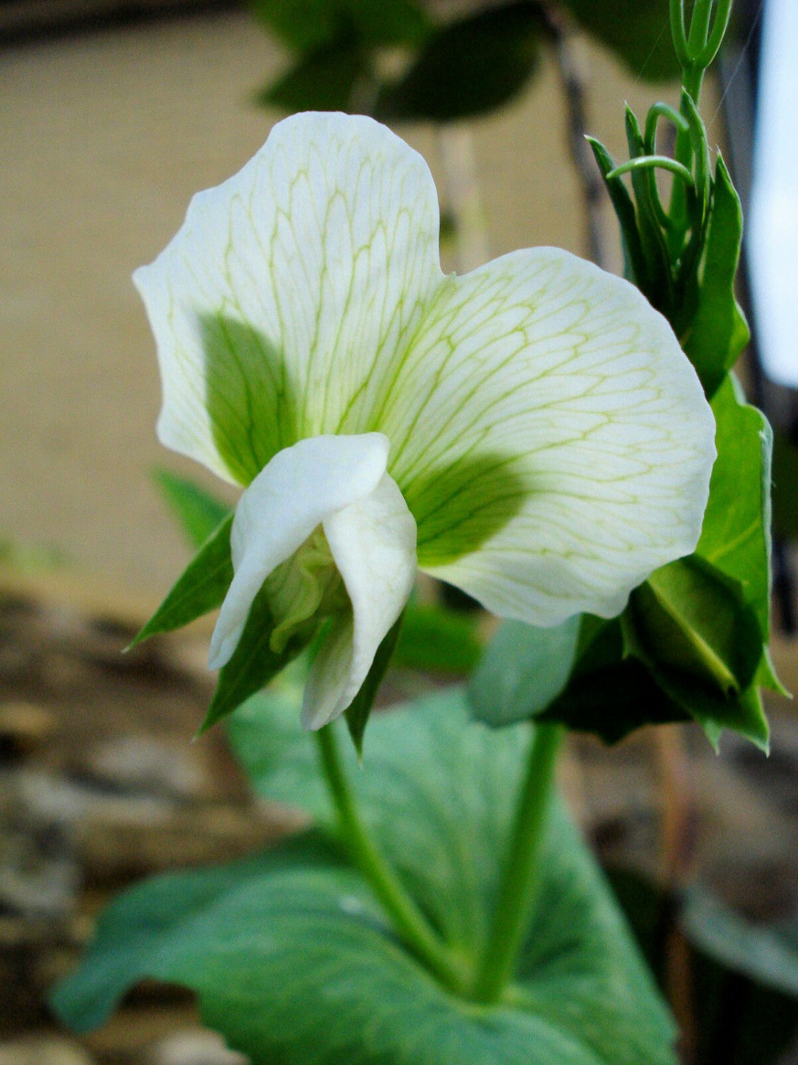 USA Product50 EARLY FROSTY GARDEN PEA English Shelling Pisum Sativum Vegetable Seeds + Gift