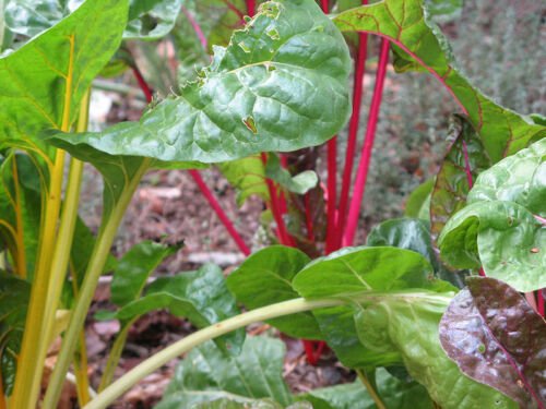 USA Product40 PINK LIPSTICK SWISS CHARD Vegetable Seeds Perpetual Spinach Beta Vulgaris