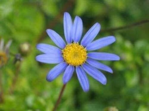 USA Product50 Blue RICE BUTTON ASTER Dumosus Flower Seeds + Free Gift & Comb S/H