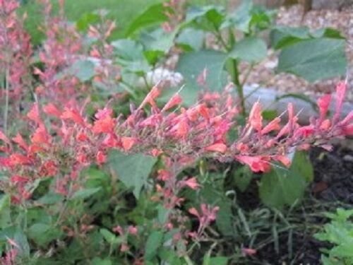 USA Product30 RED AGASTACHE 'HEATHER QUEEN' Hummingbrid Mint Hyssop Flower Herb Seeds