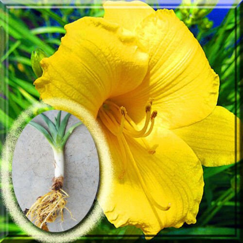 1~20 "Fresh Dug" Daylily Day lily Stella de Oro plant Root Fans 5 Roots From USA