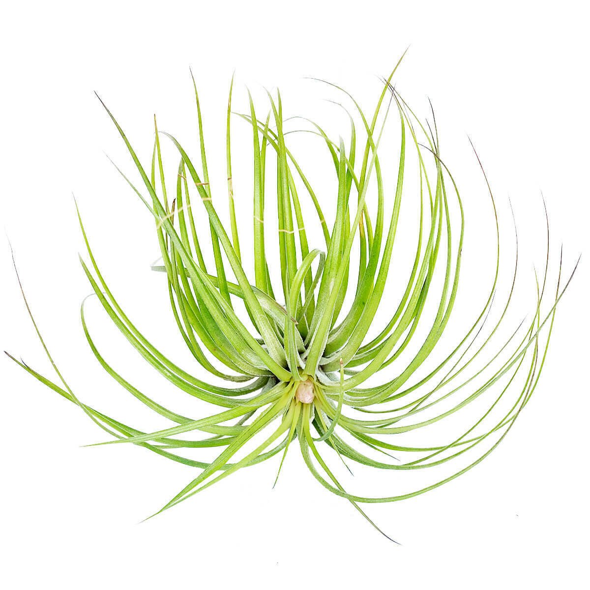 Tillandsia Stricta Green Air Plant 5" From USA