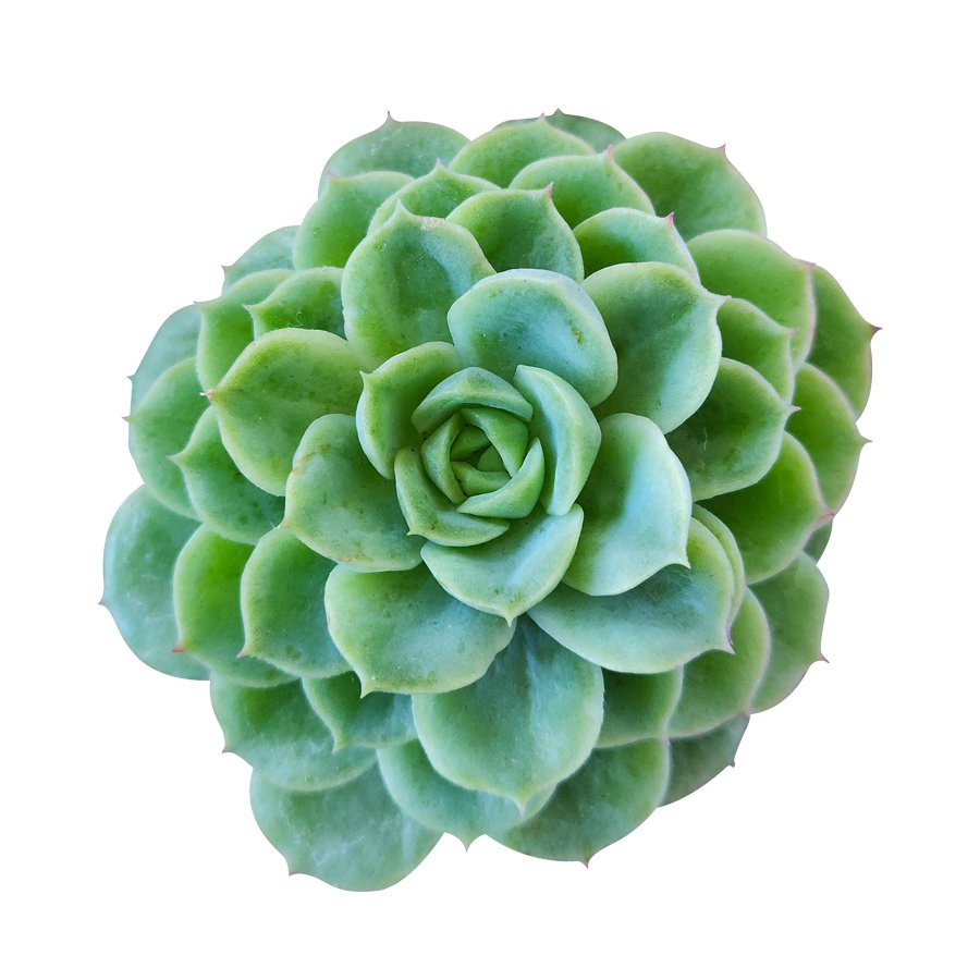 Echeveria Lime and Chili 4 Inch From USA