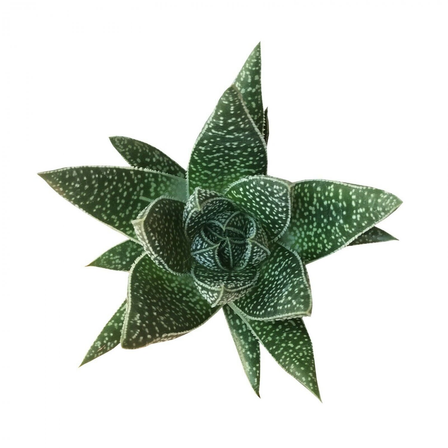 Gasteria Flow Aloe Relative Dark Green Triangular shaped leaves 2" + Clay Pot From USA