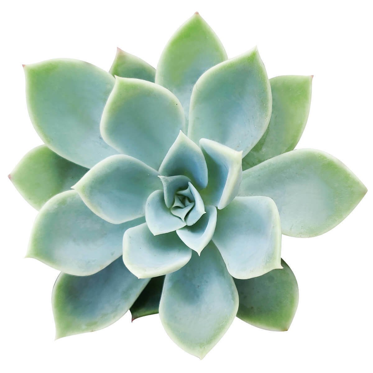 Echeveria Blue Atoll Succulent 4 Inch From Usa