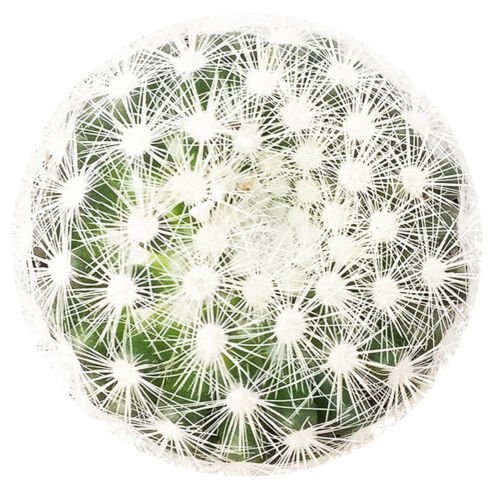 Mammillaria Carmenae Albiflora Isla Carmen Pincushion Cactus 3.5 " + Clay Pot From USA