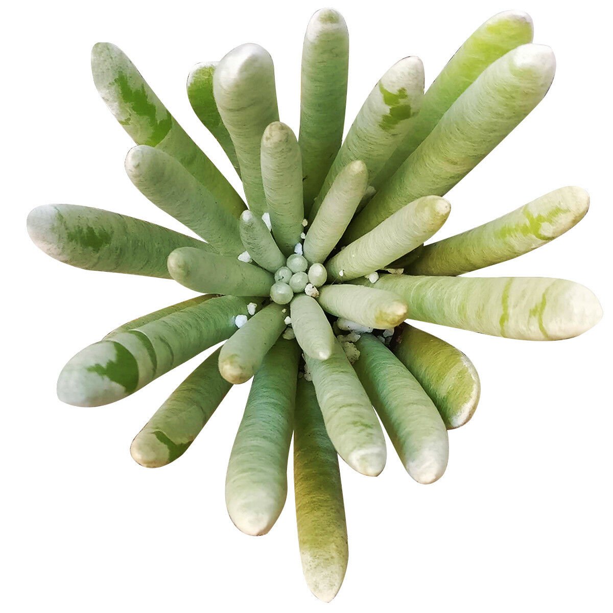 Woolly Senecio Succulent 4 Clay Pot From Usa