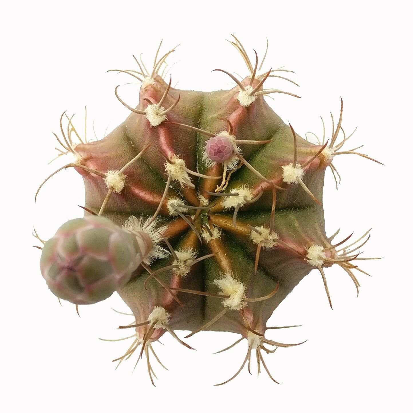 Britton & Rose Gymnocalycium mihanovichii 3 Inch From USA