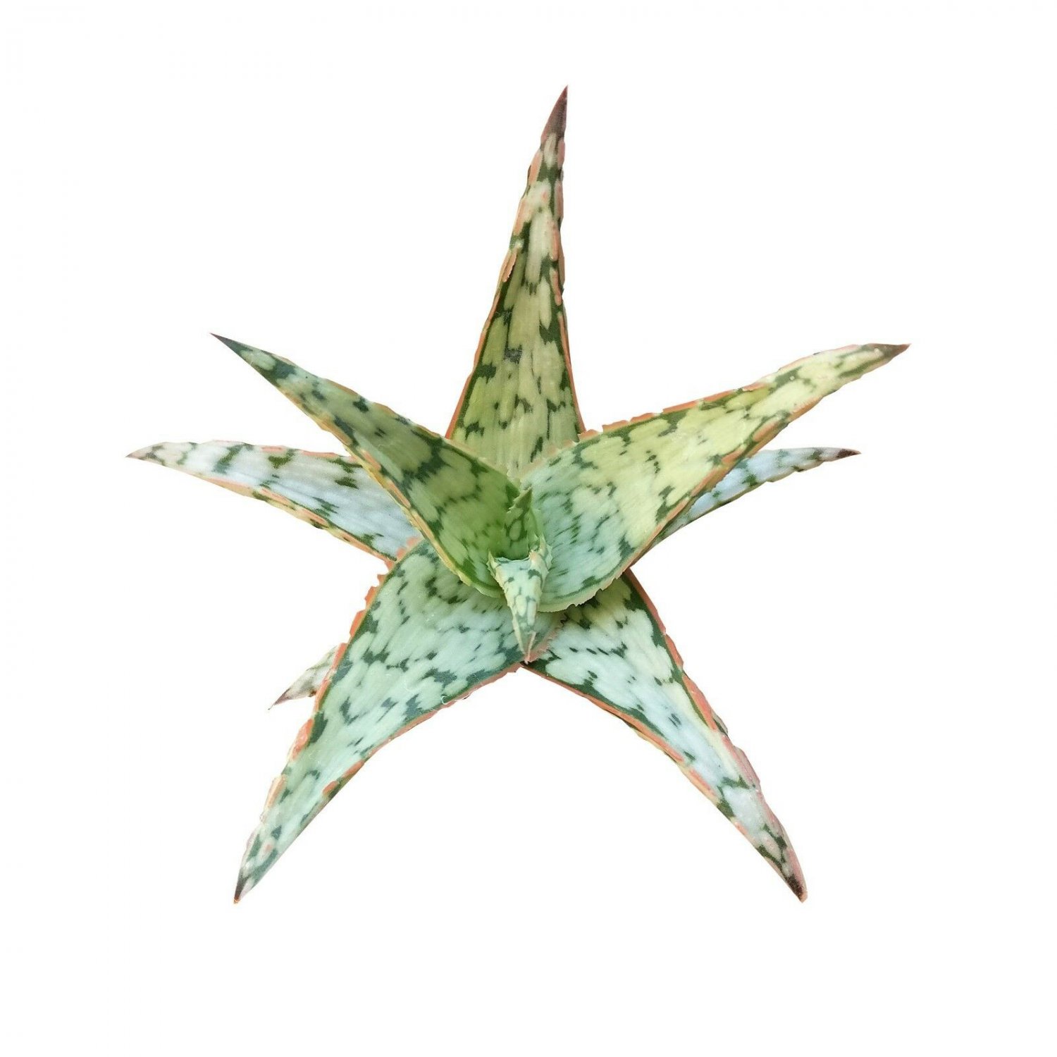 Aloe Pink Blush Silver Red Edges Green Dots 4 Inch From USA