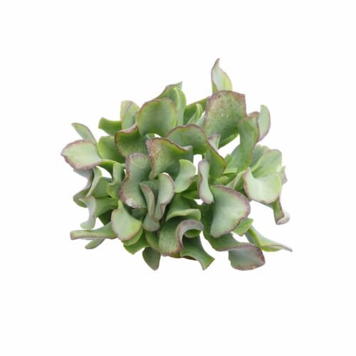 Ripple Jade Ruffle Jade Crassula arborescens subsp. undulatifolia 2 Inch From USA