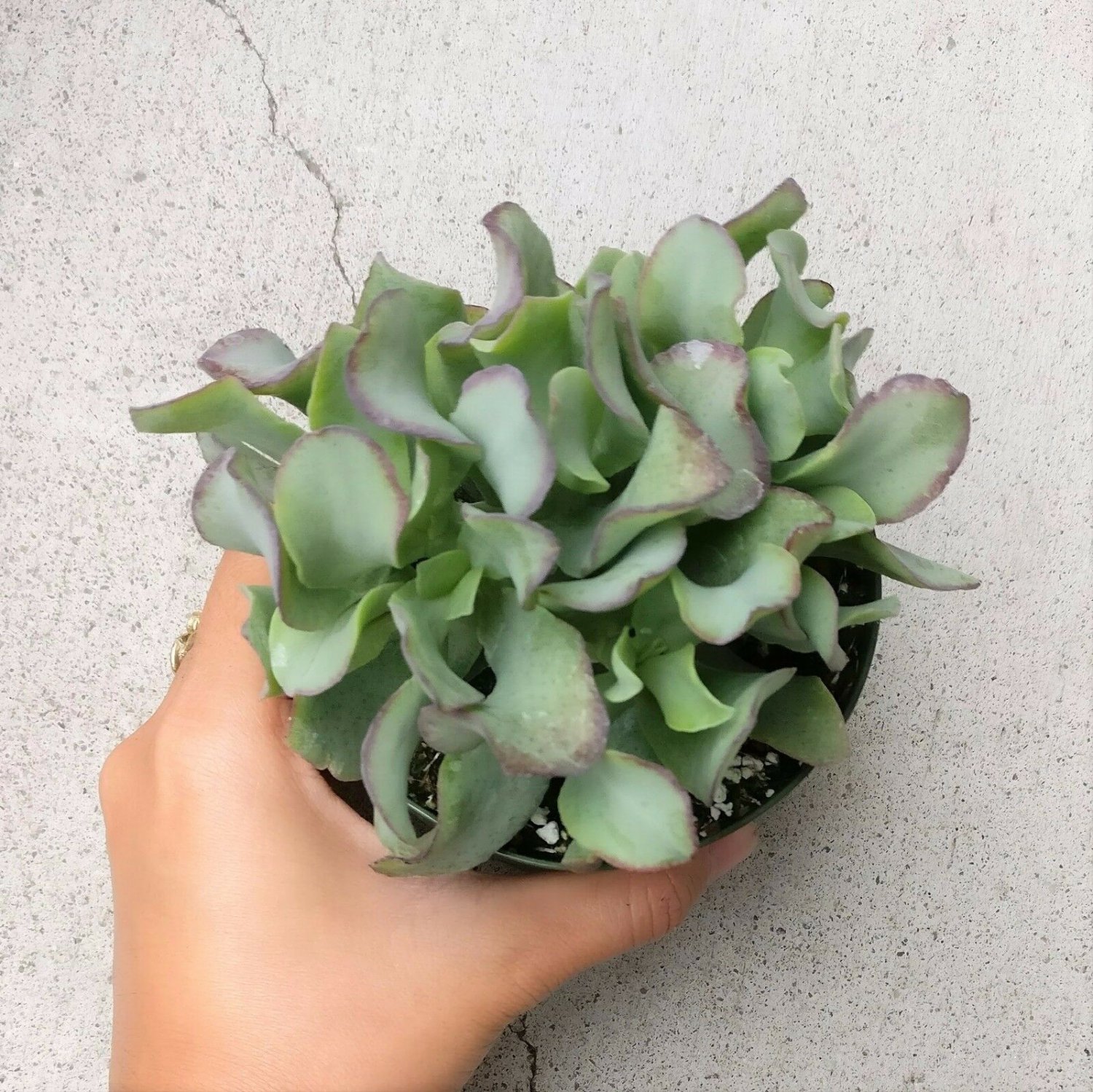 Ripple Jade Ruffle Jade Crassula arborescens subsp