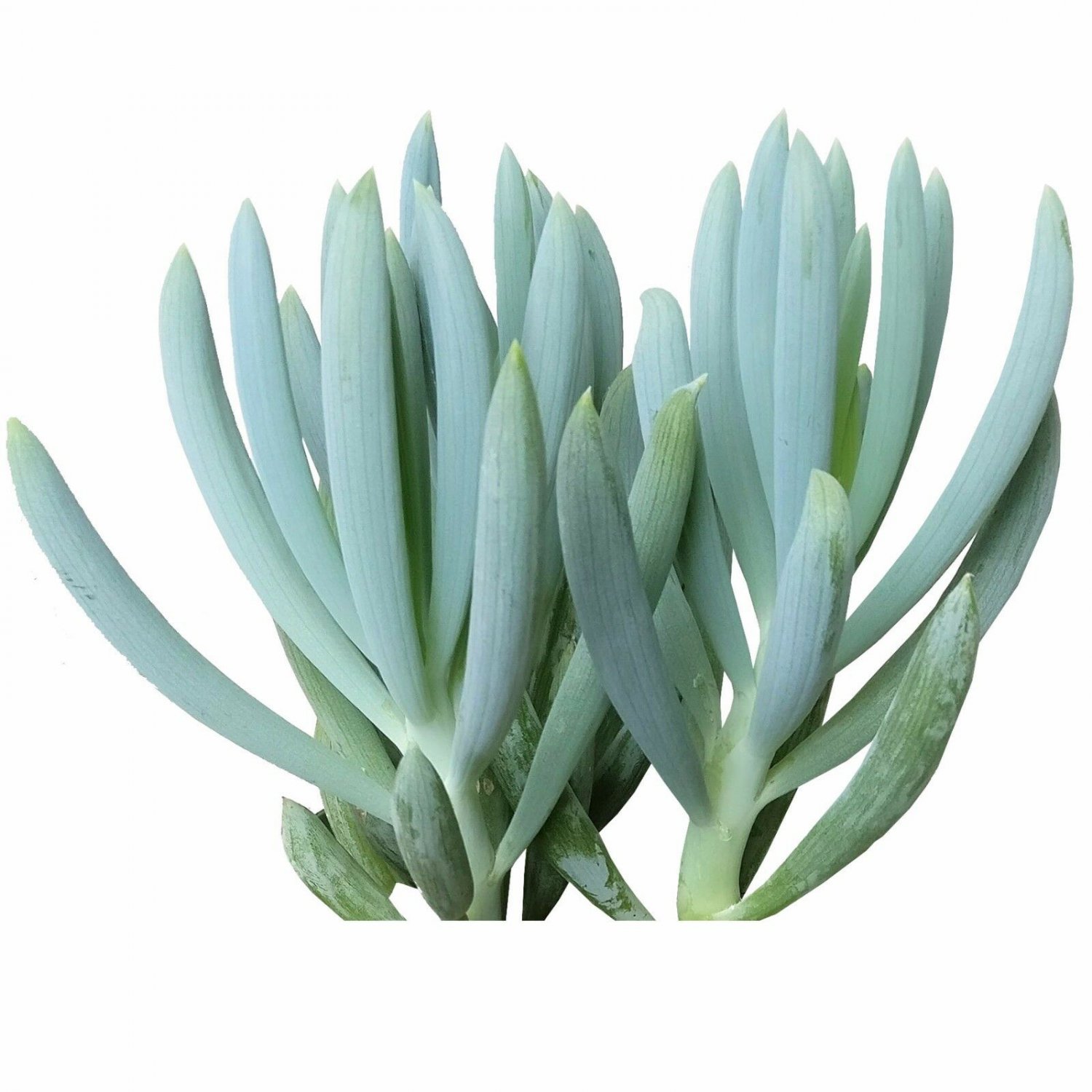 Суккулент Senecio Serpens Blue Chalk Sticks