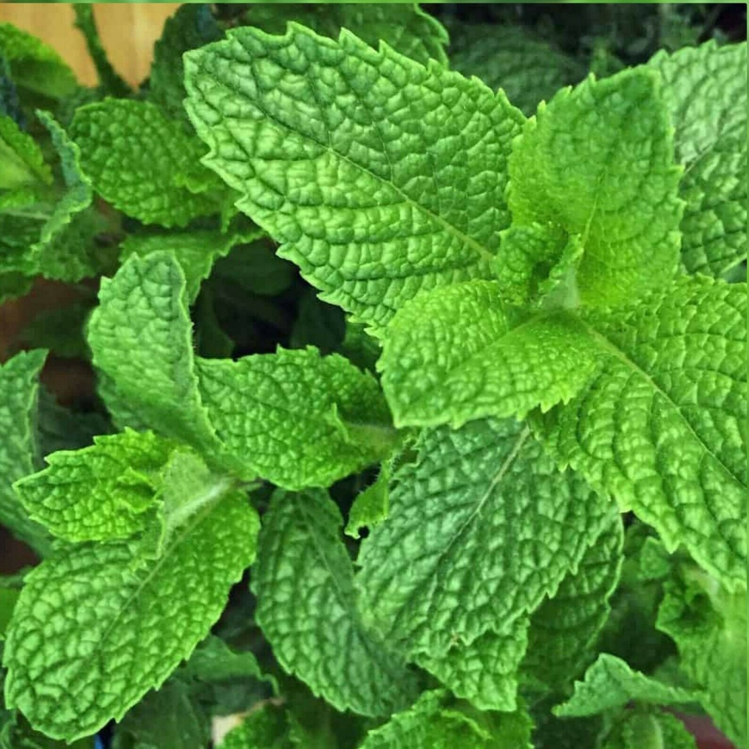 Сорта мяты. Mentha rotundifolia. Мята piperita spicata Chocolate Mint. Мята спиката (Семко). Мята Мохито растение.