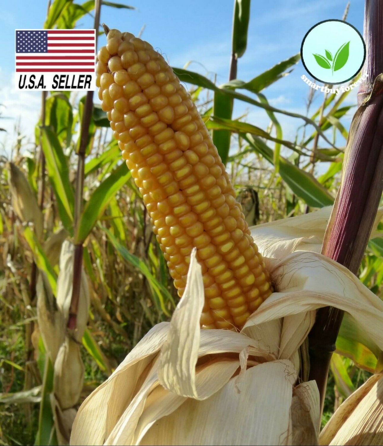 Kolokolo Store New Bulk 200 Seeds Seeds Sweet yellow dent corn NONGMO