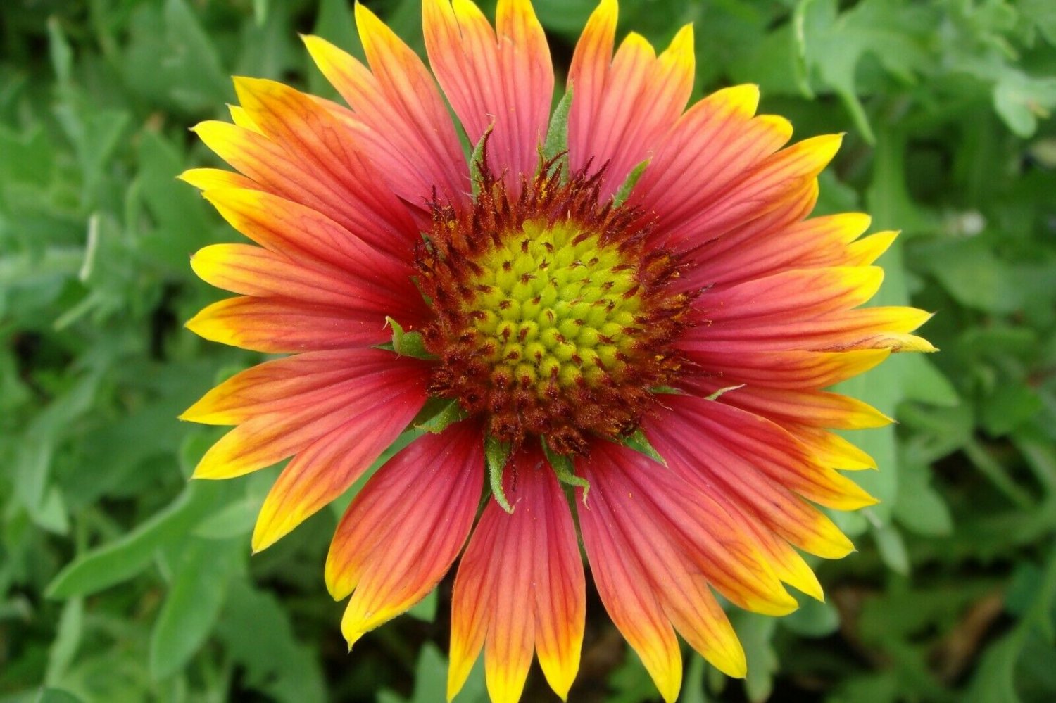Kolokolo Store BLANKET FLOWER Gaillardia Aristata 10,000 Bulk Seeds harvested in USA