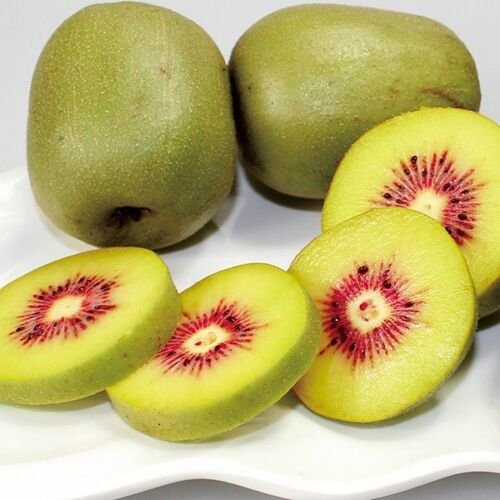 Kolokolo Store Red Crimson Kiwi Kiwifruit Chinese Gooseberry Actinidia Fruit Seeds 40 PCS RARE