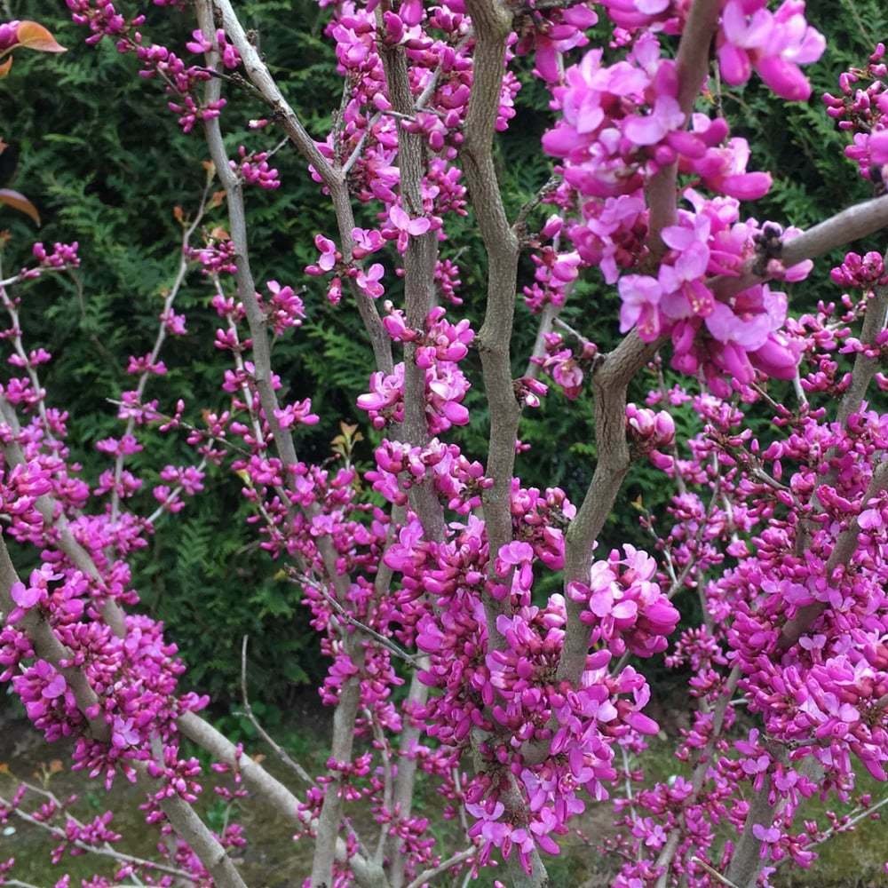 Kolokolo Store 200 Chinese Redbud Seeds Cercis Chinensis Flowering