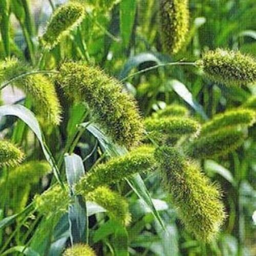 Kolokolo Store Setaria Macrocheaeta (Italica) 100 seeds BOGO 50% off SALE